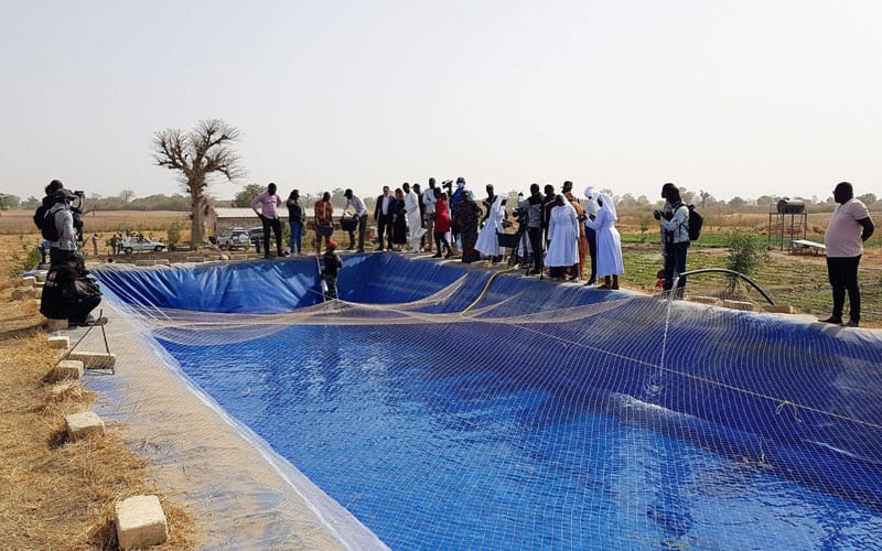 Projet d'aquaculture lancé par la fondation Veolia au Sénégal